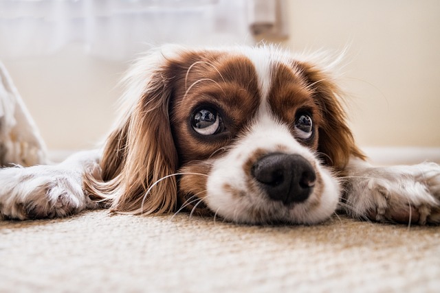 Finanziamenti per aprire una pensione per cani